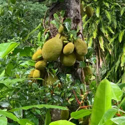 Andromeda Botanic Gardens - Alexandra