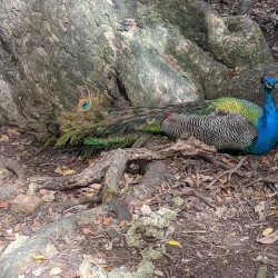Barbados Wildlife Reserve - Alexandra
