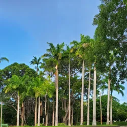 Farley Hill National Park - Alexandra