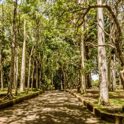 Farley Hill National Park - Alexandra