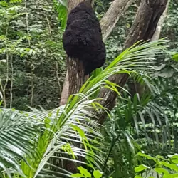 Welchman Hall Gully - Alexandra