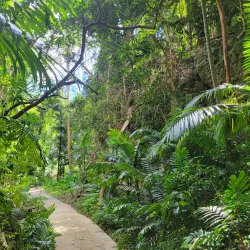 Welchman Hall Gully - Alexandra