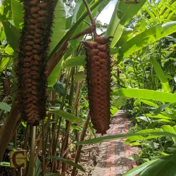 Andromeda Botanic Gardens - Baxters