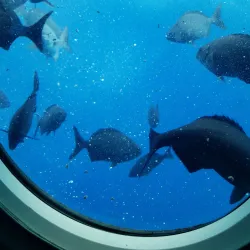 Atlantis Submarine Barbados - Baxters