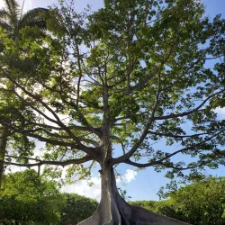 Farley Hill National Park - Church View