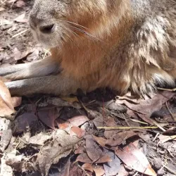 Barbados Wildlife Reserve - Clermont