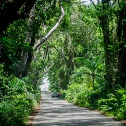 Cherry Tree Hill - Clermont
