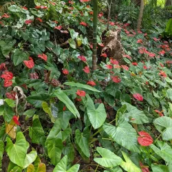 Flower Forest - Clermont