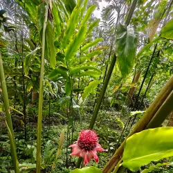 Flower Forest - Clermont