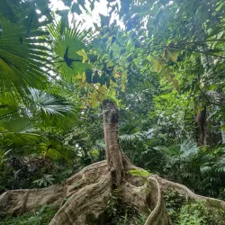 Flower Forest - Clermont