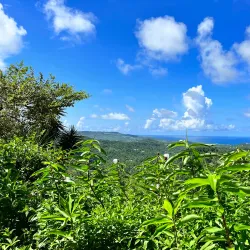 Flower Forest - Clermont