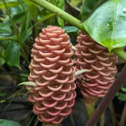 Flower Forest - Clermont