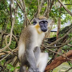 Grenade Hall Forest and Signal Station - Clermont