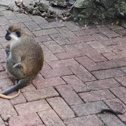 Grenade Hall Forest and Signal Station - Clermont