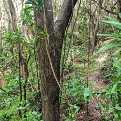 Grenade Hall Forest and Signal Station - Clermont