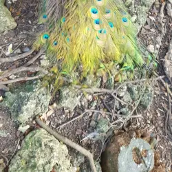Grenade Hall Forest and Signal Station - Clermont