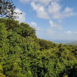 Grenade Hall Forest and Signal Station - Clermont