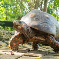 Grenade Hall Forest and Signal Station - Clermont