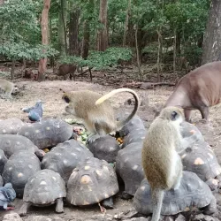 Grenade Hall Forest and Signal Station - Clermont