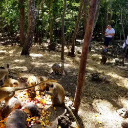 Grenade Hall Forest and Signal Station - Clermont