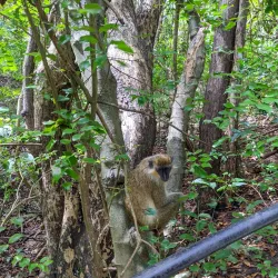 Grenade Hall Forest and Signal Station - Clermont