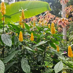 Hunte's Gardens - Clermont