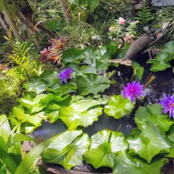 Hunte's Gardens - Clermont