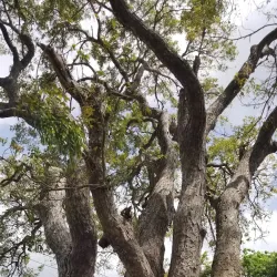 Saint George Parish Church - Clermont