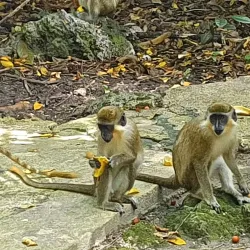 Welchman Hall Gully - Clermont