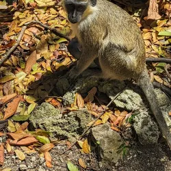 Barbados Wildlife Reserve - Grazettes
