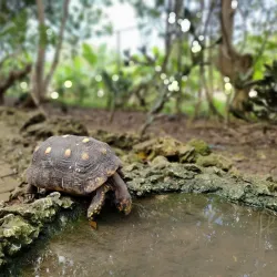 Barbados Wildlife Reserve - Grazettes