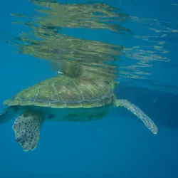 Paynes Bay Beach - Holetown