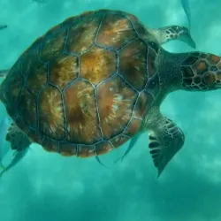 Sandy Lane Beach - Holetown