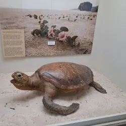 Barbados Museum & Historical Society - Indian Ground