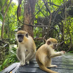 Barbados Wildlife Reserve - Indian Ground