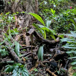 Welchman Hall Gully - Indian Ground