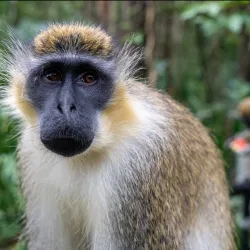 Barbados Wildlife Reserve - Lower Greys