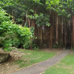 Andromeda Botanic Gardens - Trents