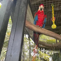 Barbados Wildlife Reserve - Trents