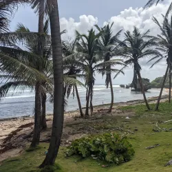 Bathsheba Beach - Trents