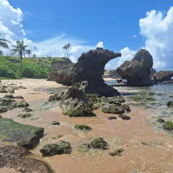 Bathsheba Beach - Trents