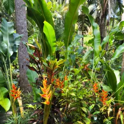 Hunte's Gardens - Trents