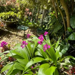 Hunte's Gardens - Trents