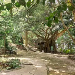 Welchman Hall Gully - Trents