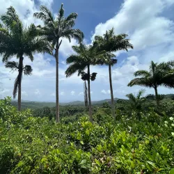 Welchman Hall Plantation - Trents