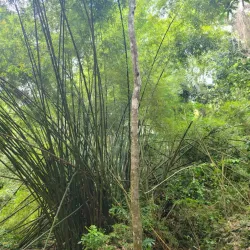 Welchman Hall Plantation - Trents