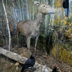 Babruysk Museum of Local Lore - Babruysk