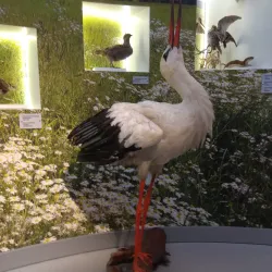 Baranavichy Art Gallery - Baranavichy