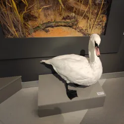 Baranavichy Art Gallery - Baranavichy