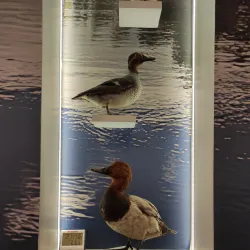 Baranavichy Art Gallery - Baranavichy